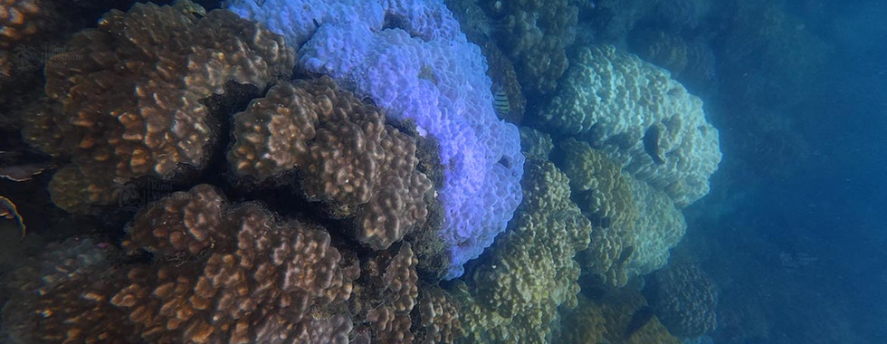 Porites coral colony on Hon Roi Reef, Phu Quoc