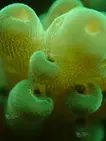 acropora: snorkeling at phu quoc with kimi vietnam tour