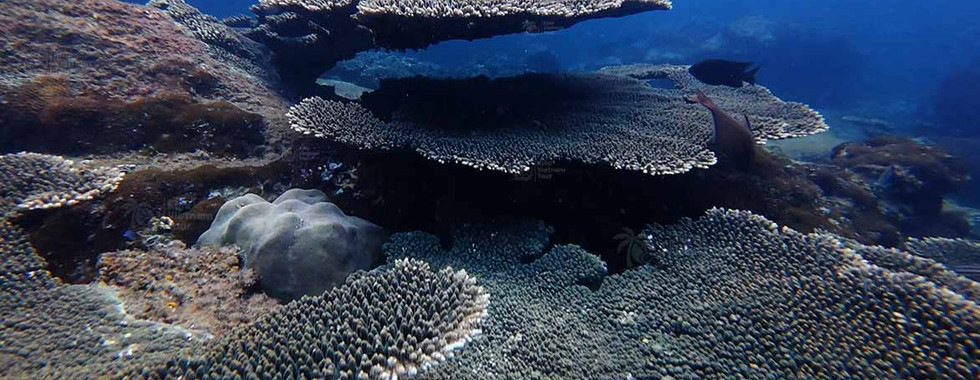 Table coral on Bat Reef, Phu Quoc