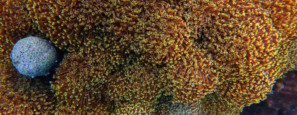 Flower pot coral (Goniopora) on Bat Reef, Phu Quoc