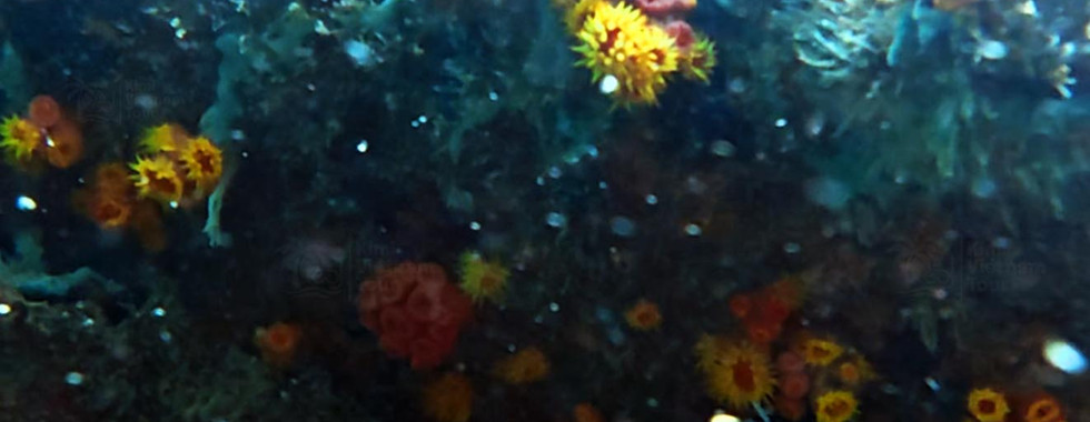 Sun coral (Tubastraea coccinea) on Mong Tay Reef, Phu Quoc