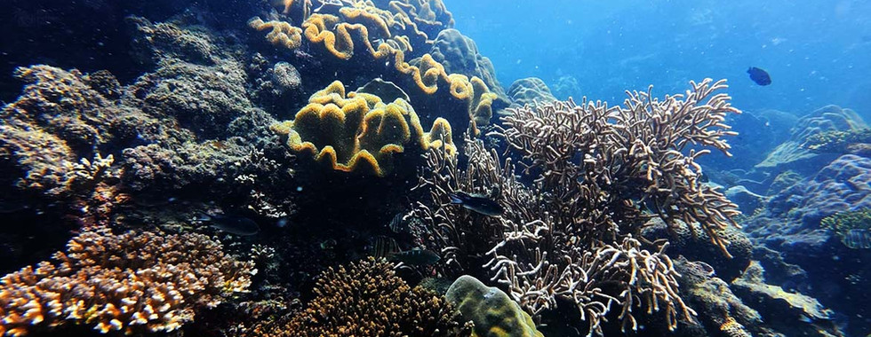 Sea bush coral (Rumphella) on Bat Reef, Phu Quoc