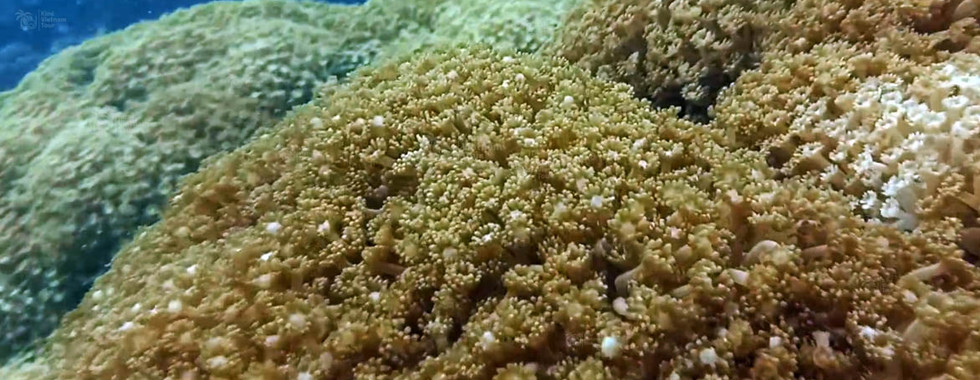 Flower pot coral (Goniopora) on Buom Reef, Phu Quoc