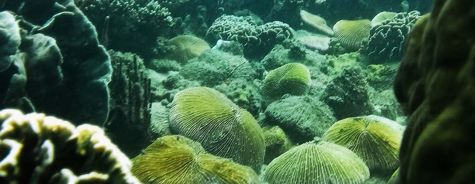 Fungia coral valley on Buom Reef, Phu Quoc