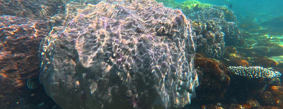 Porites coral on May Rut Trong Reef, Phu Quoc