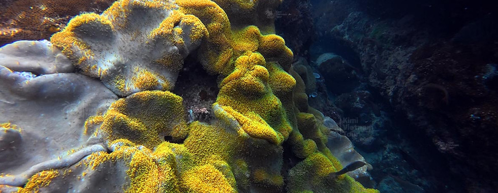 Toadstool leather coral (Sarcophyton) on Bat Reef, Phu Quoc
