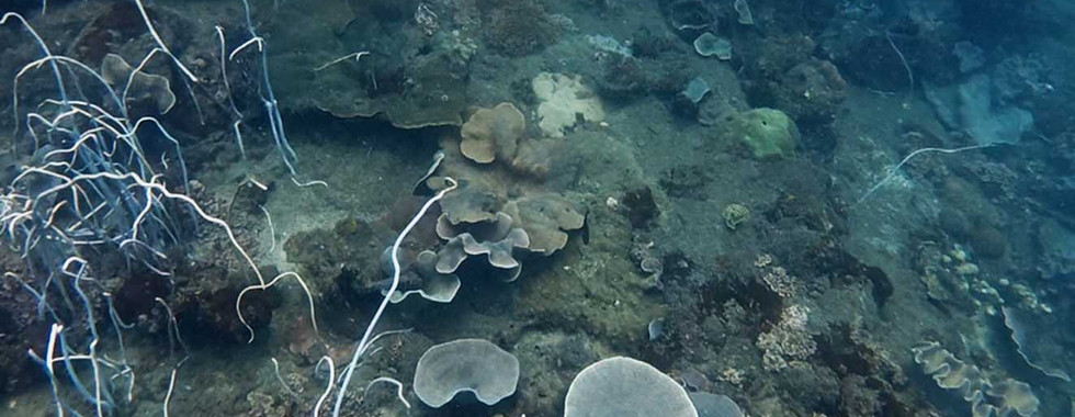 Surface view of whip corals (Junceella) on a bat reef in Phu Quoc
