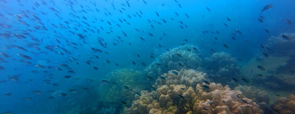Porites coral on M Reef, Phu Quoc