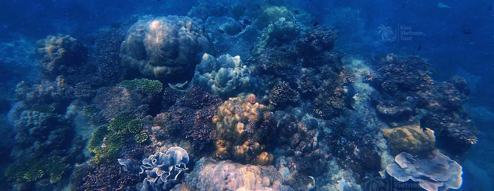 Colorful hard and soft corals at Bat Reef, Phu Quoc