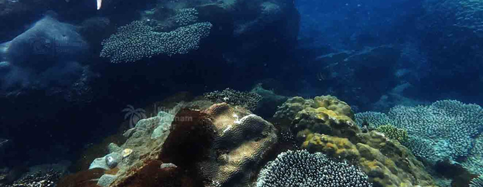 Snorkeling above Acropora coral on Bat Reef, Phu Quoc