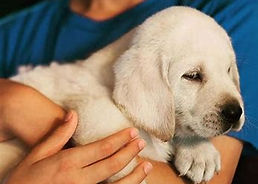 akc Labrador Golden Retriever Puppy Breeder AKC Champion Best 