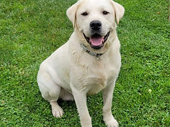 akc Labrador Golden Retriever Puppy Breeder AKC Champion Best 