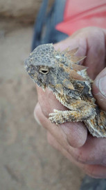 Desert Horned Lizard