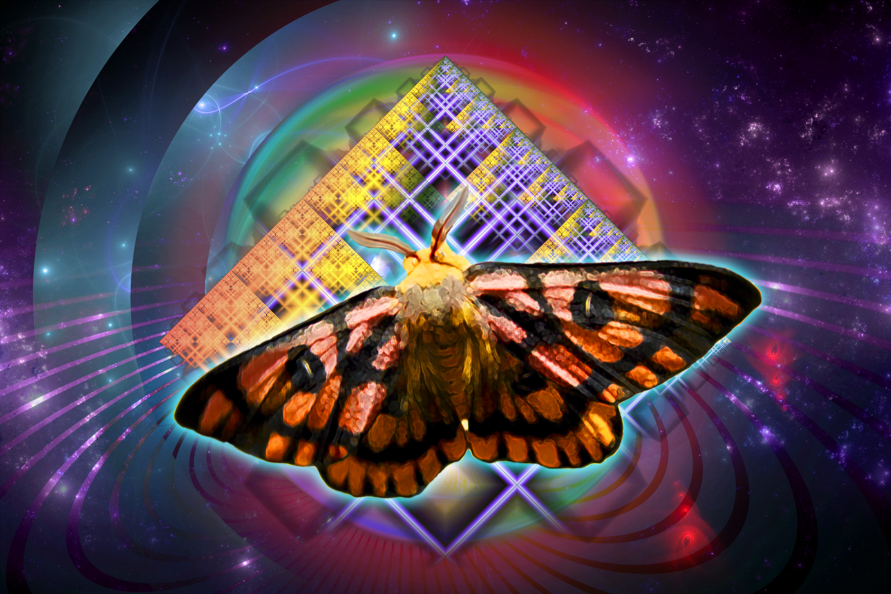 Moth