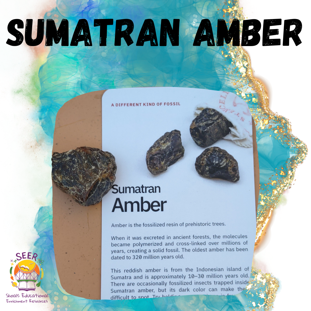 Sumatran Amber