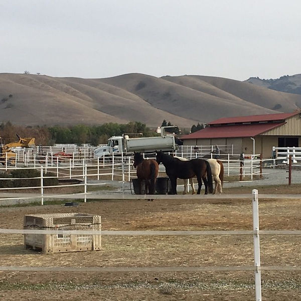 Horses watching