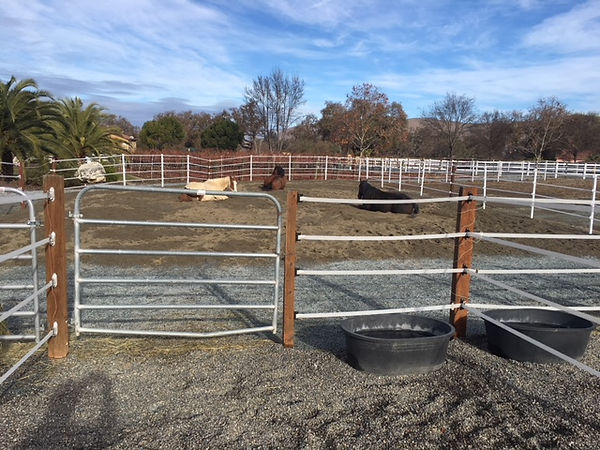 Horses enjoying new turnout