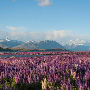 10 Unmissable New Zealand Experiences 