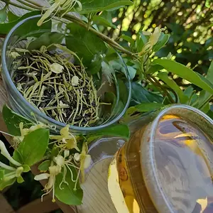 Honeysuckle Jasmin Green Tea