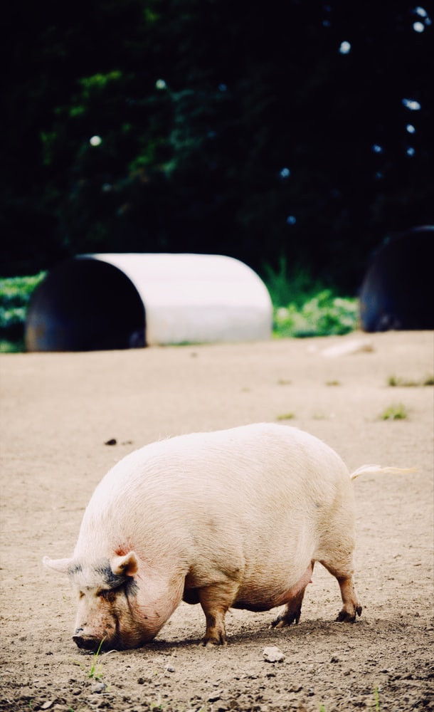 pig