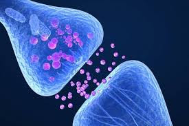 cbd enel cuerpo cbdmex.com
