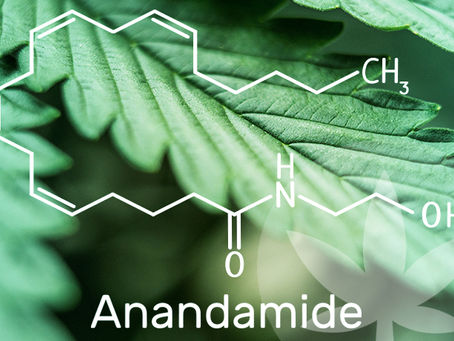 Anandamida: ¿qué es esta sustancia?