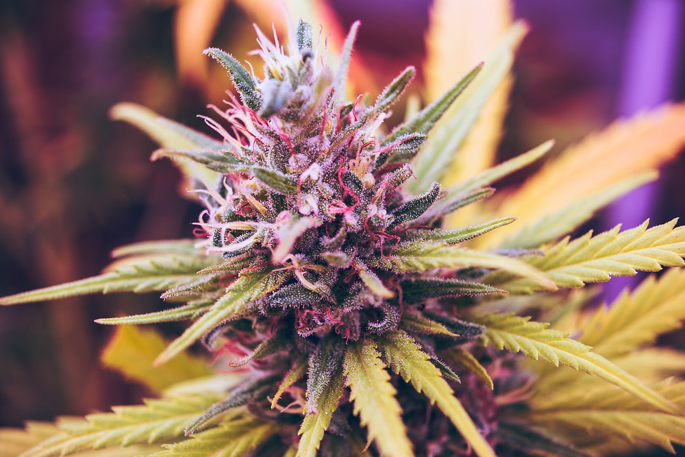 flor de marijuana