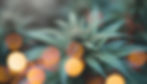 ree