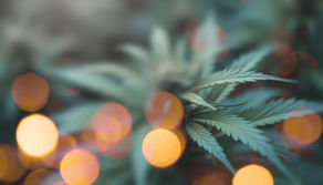 Cannabicromeno (CBC): Un Viaje a través de los Beneficios y Aplicaciones del Cannabinoide