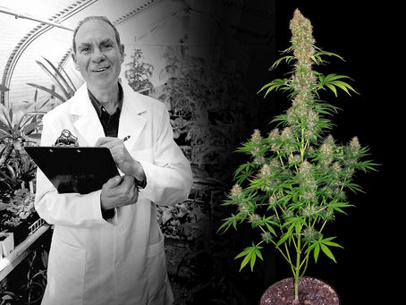 CANNA MEXICO. Nuestro punto de vista.