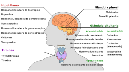 sistem endocrino cbdmex.com