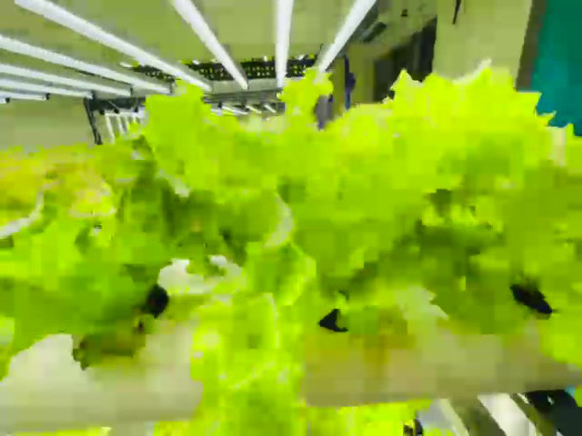 Thumbnail: 2 Part Nutrients  (1:250)