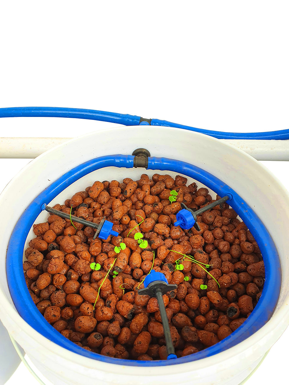 Thumbnail: Dutch Bucket 3