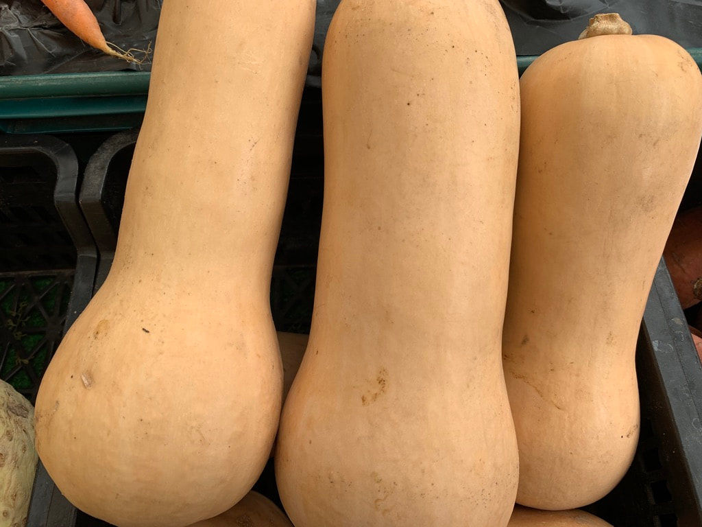 Butternut Squash