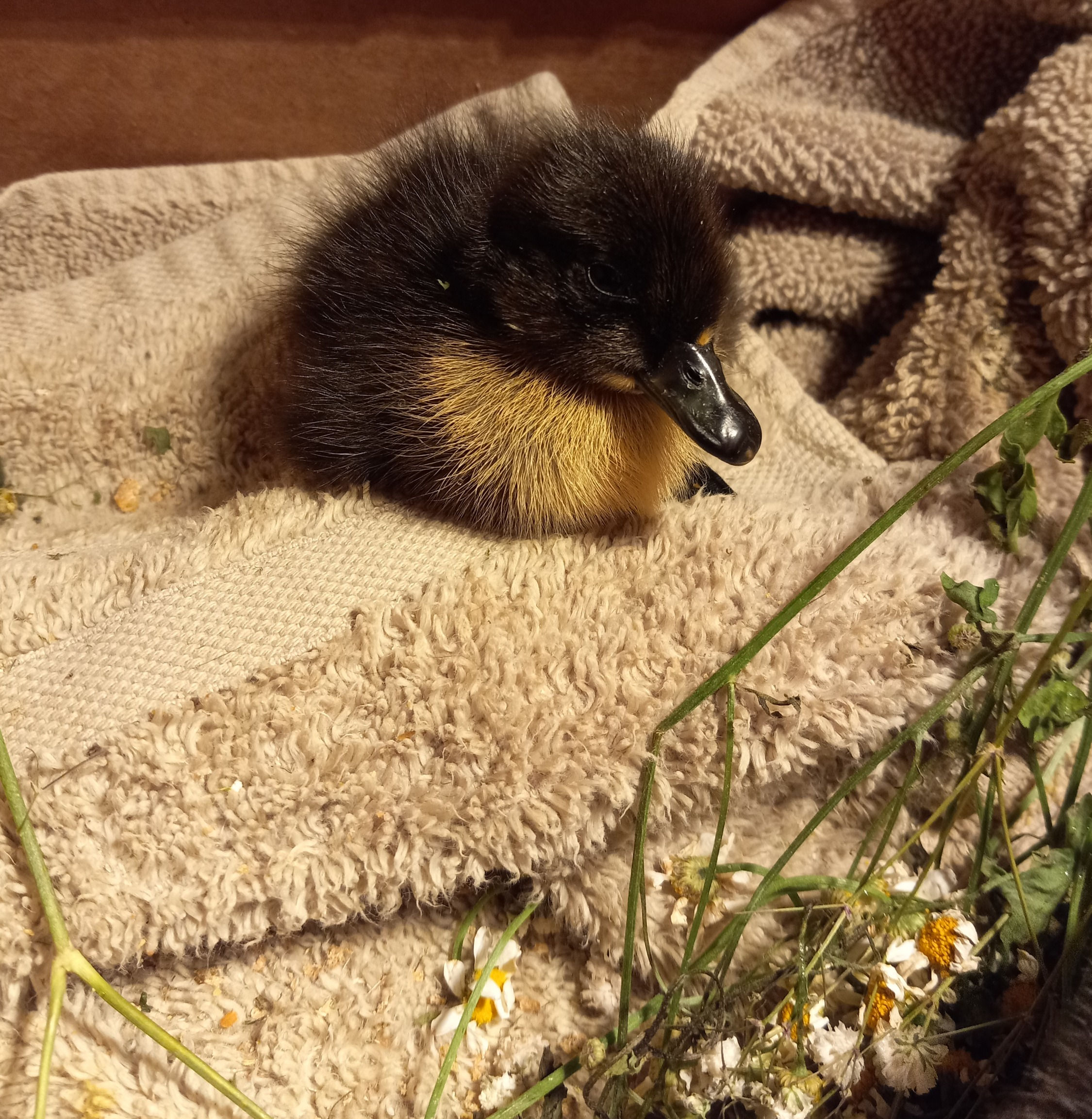 Ranch Hatched Ducklings - Unsexed