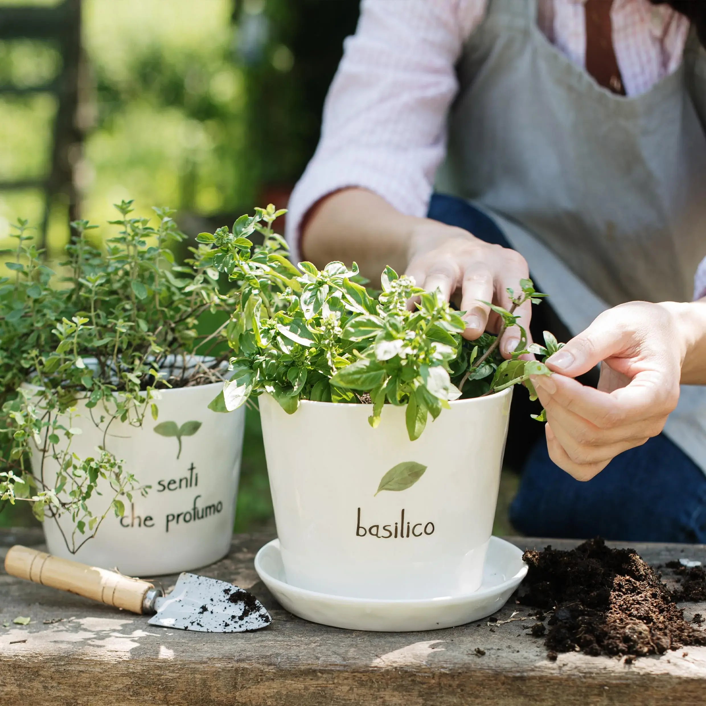 Simple Day Vaso D15X12cm Basilico