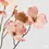 Thumbnail: Cornus Ramo H72 Antique Pink