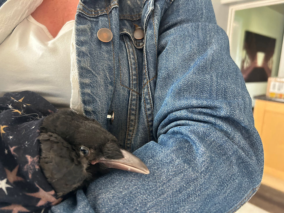 Glück the Crow – Our Founder’s Rescue Crow