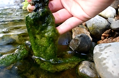 String-Algae-e1576006048607.webp