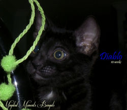 Dec 7 ~ 10 weeks