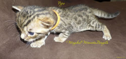 Pyro is 3 weeks old!