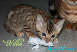 7.5 weeks ~ October 20