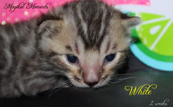 2 weeks ~ August 11