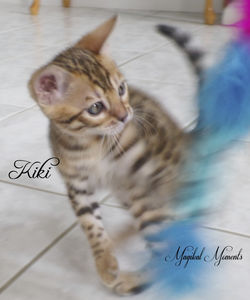 Aug 1 ~ 8 weeks