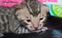 2 weeks ~ August 11