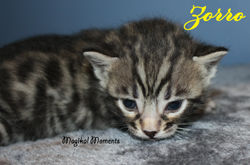 3 weeks ~ Nov. 11