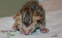 Newborn ~ July 29