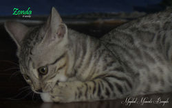Dec 10 ~ 11 weeks
