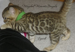 March 14...sweet little Spark!