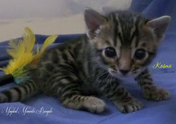 June 4 ~ 3.5 weeks
